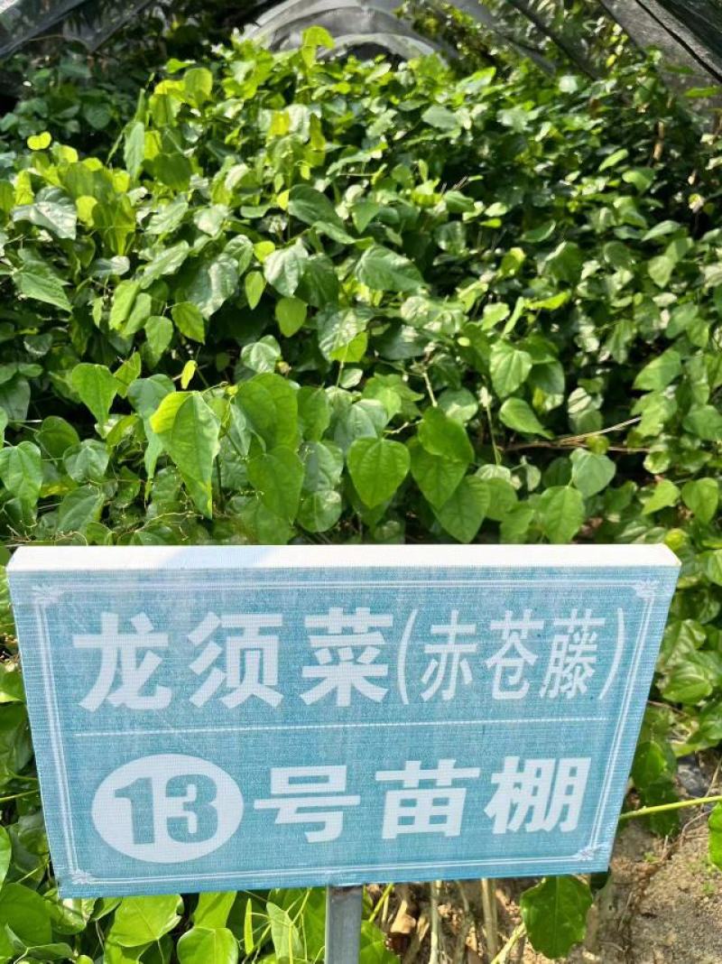 赤苍藤菜龙须菜，姑娘菜