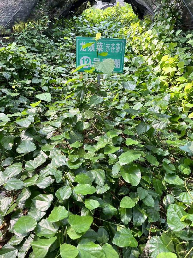 赤苍藤菜龙须菜，姑娘菜