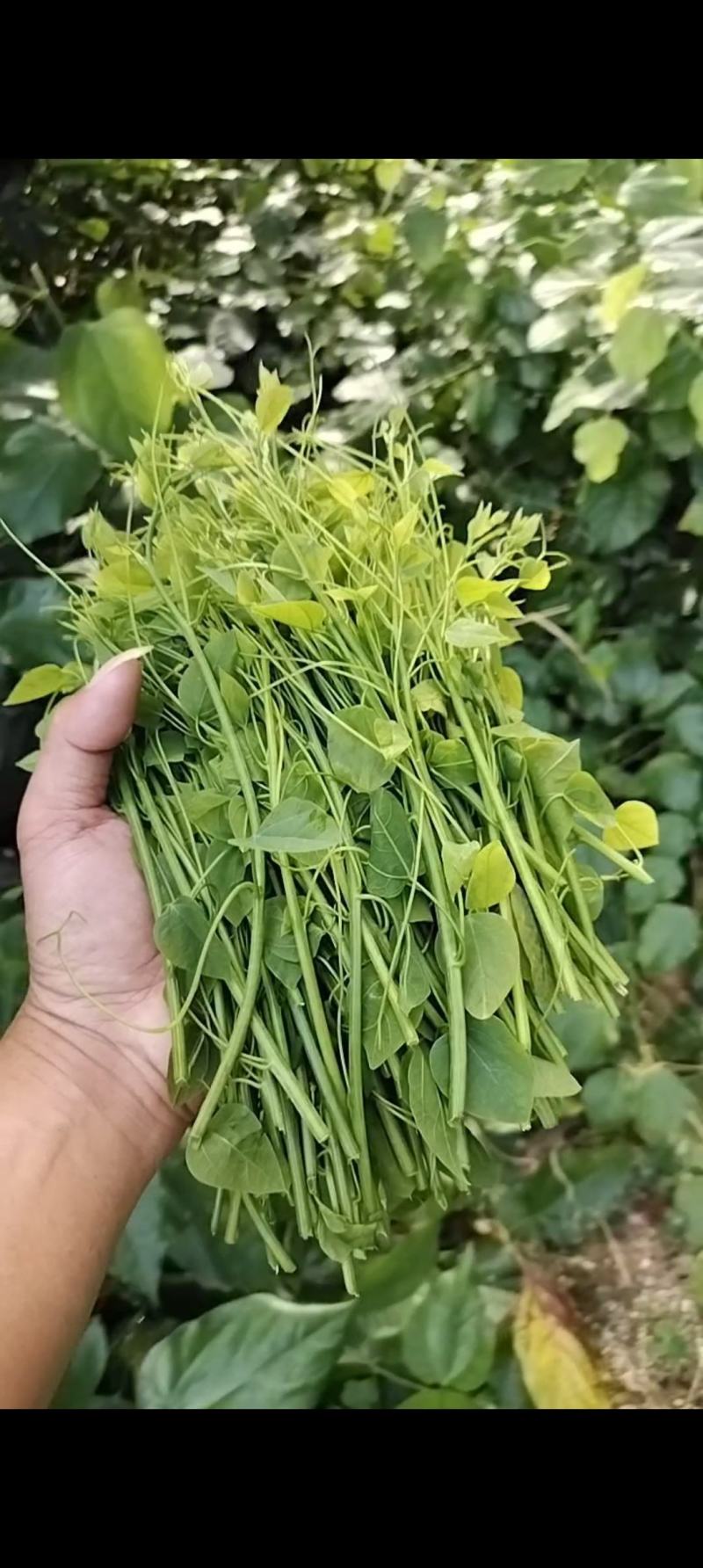 赤苍藤菜龙须菜，姑娘菜