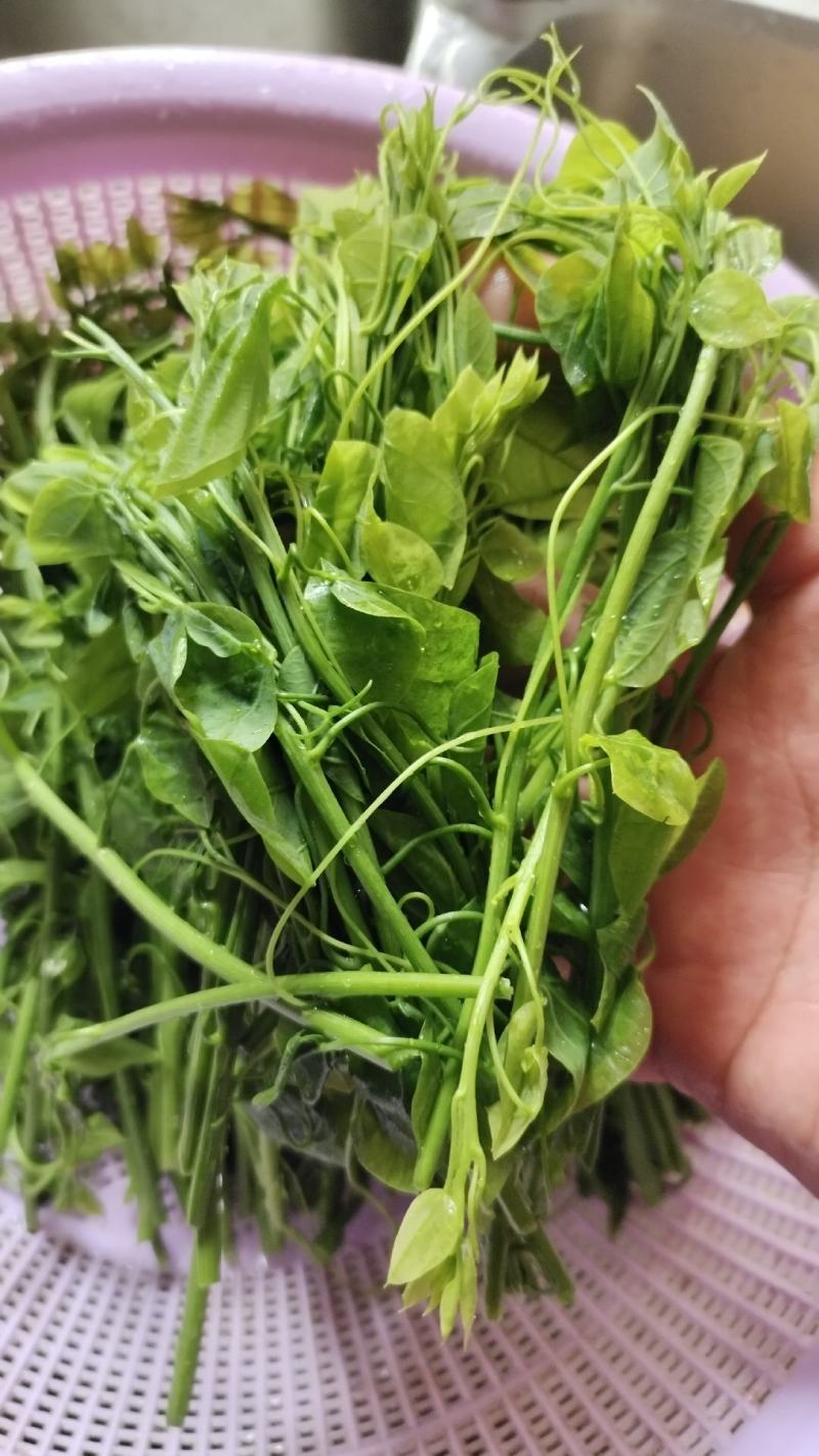 赤苍藤菜龙须菜，姑娘菜