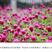 千日红种子千日紫花种籽四季播种易活庭院绿化火球花