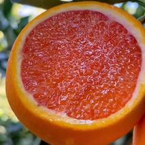 中华红血橙红橙纯甜多汁产地果园直供看园采摘坏果包赔