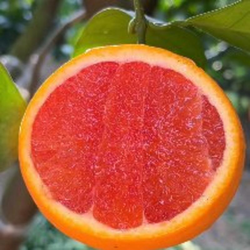精品中华红红橙甜润多汁挂树鲜果看园采摘品质保证