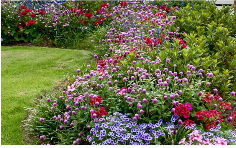 千日红种子千日紫花种籽四季播种易活庭院绿化火球花