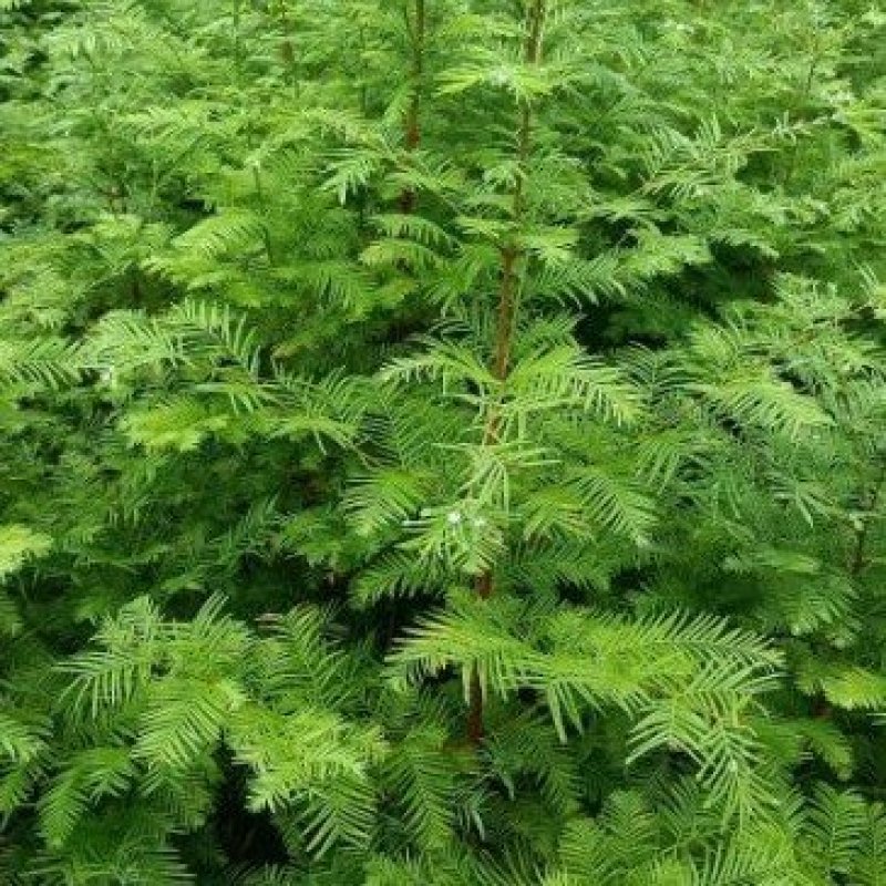 水杉苗/一年生籽播苗/货源充足/现挖发货/