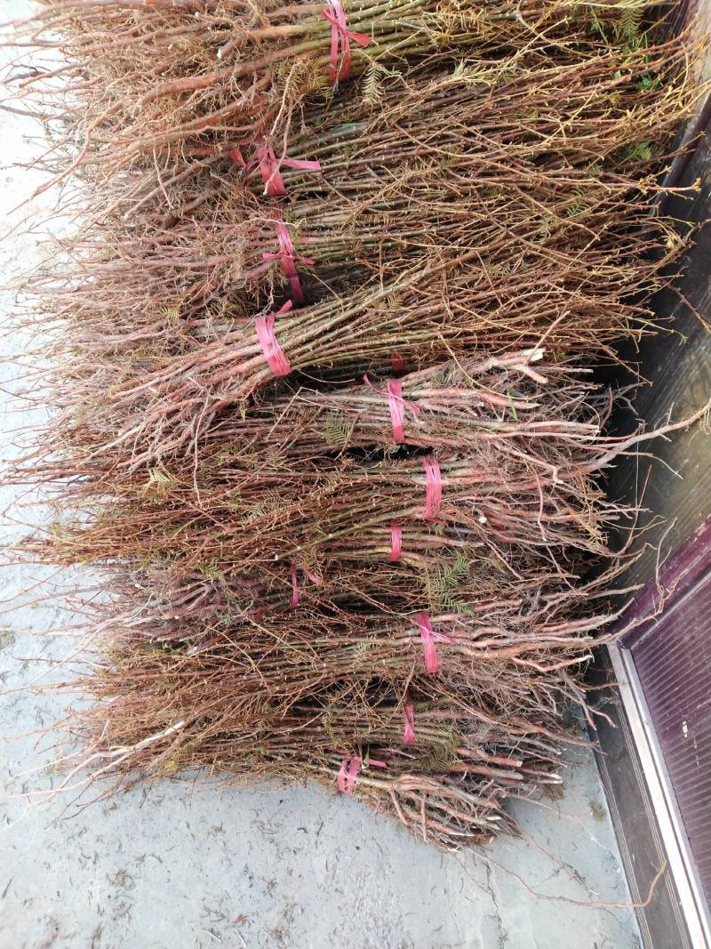 水杉苗/一年生籽播苗/货源充足/现挖发货/