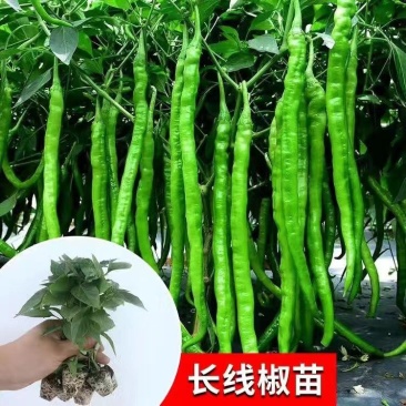 辣椒苗线辣