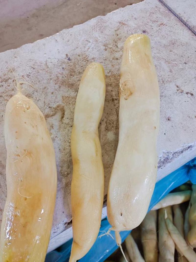 腌萝卜，在内蒙通辽，，今年新腌制的萝卜，一共有700多吨