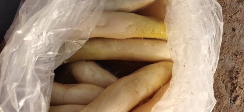 腌萝卜，在内蒙通辽，，今年新腌制的萝卜，一共有700多吨