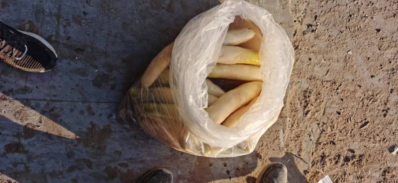 腌萝卜，在内蒙通辽，，今年新腌制的萝卜，一共有700多吨