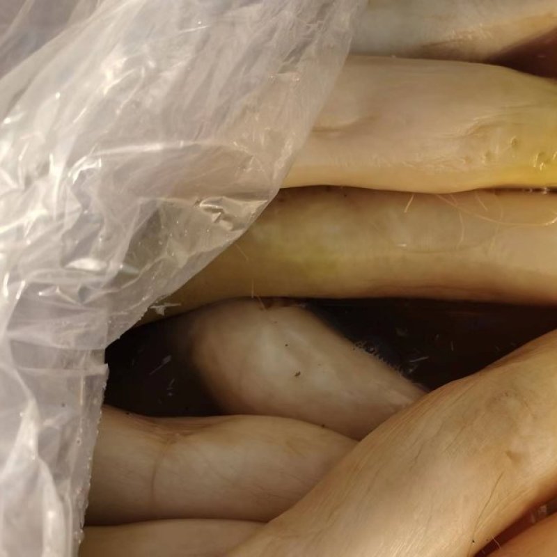 腌萝卜，在内蒙通辽，，今年新腌制的萝卜，一共有700多吨