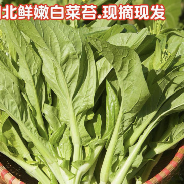 新鲜白菜苔精品菜苔白菜芯宜昌白菜苔产地供应