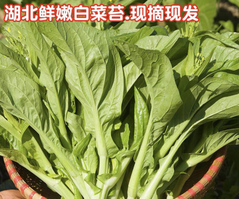 新鲜白菜苔精品菜苔白菜芯宜昌白菜苔产地供应