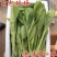 新鲜白菜苔精品菜苔白菜芯宜昌白菜苔产地供应