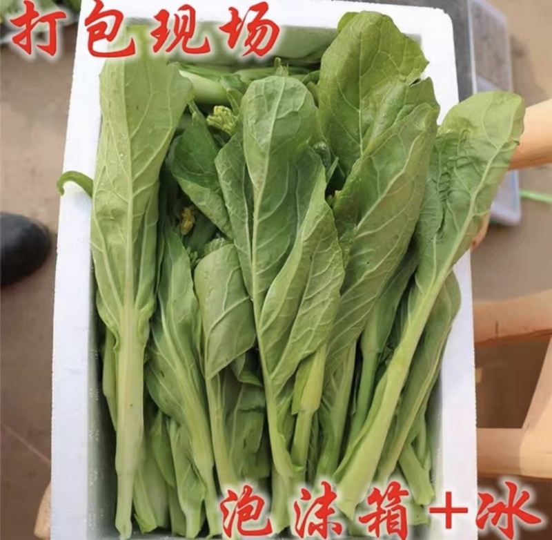 新鲜白菜苔精品菜苔白菜芯宜昌白菜苔产地供应
