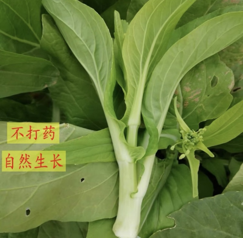 新鲜白菜苔精品菜苔白菜芯宜昌白菜苔产地供应