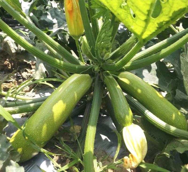 耐热西葫芦种子越夏热火耐高温抗病毒翠绿色早春越夏越冬