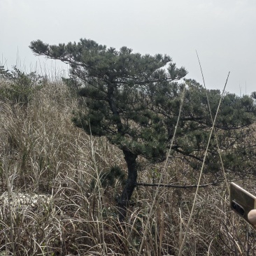 黑松