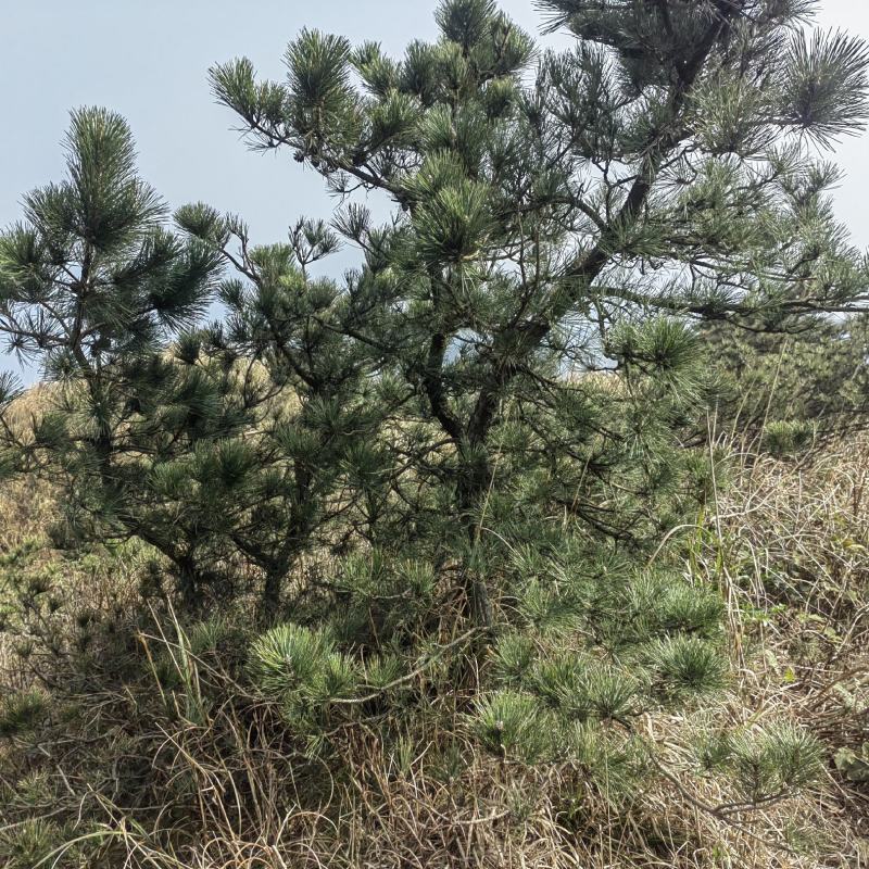 黑松