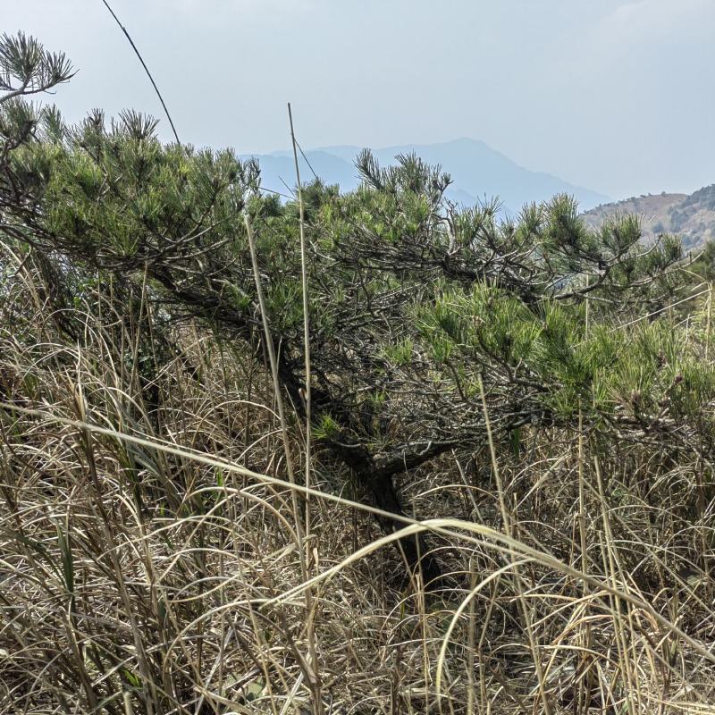 黑松