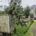 精品罗汉松盆景