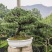 精品罗汉松盆景