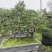 精品罗汉松盆景