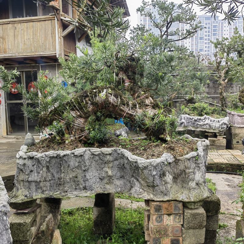 精品罗汉松盆景