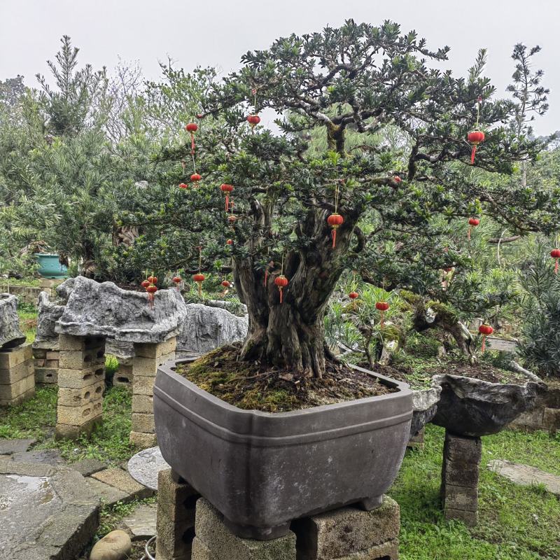 精品罗汉松盆景