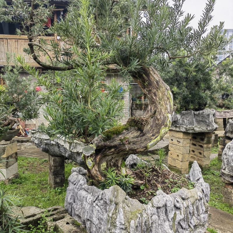 精品罗汉松盆景