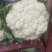 白面青梗松花菜，产地直供，大小均匀，花型好，欢迎选购