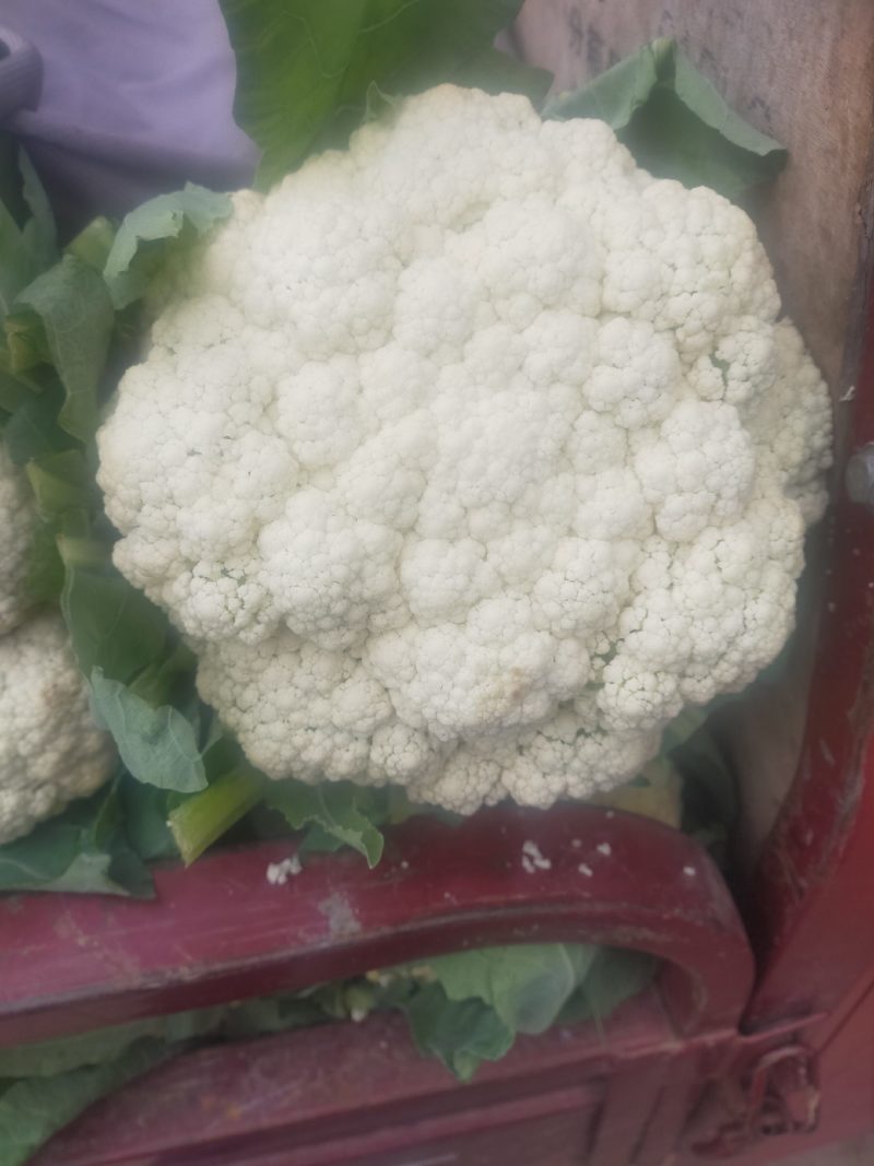 白面青梗松花菜，产地直供，大小均匀，花型好，欢迎选购
