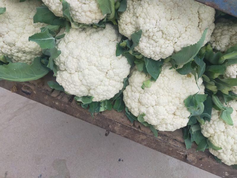 白面青梗松花菜，产地直供，大小均匀，花型好，欢迎选购