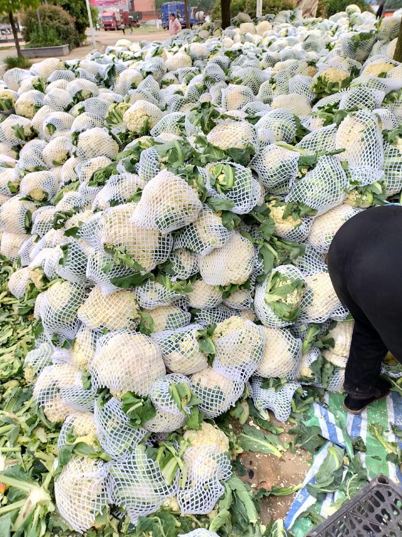 白面青梗松花菜，产地直供，大小均匀，花型好，欢迎选购