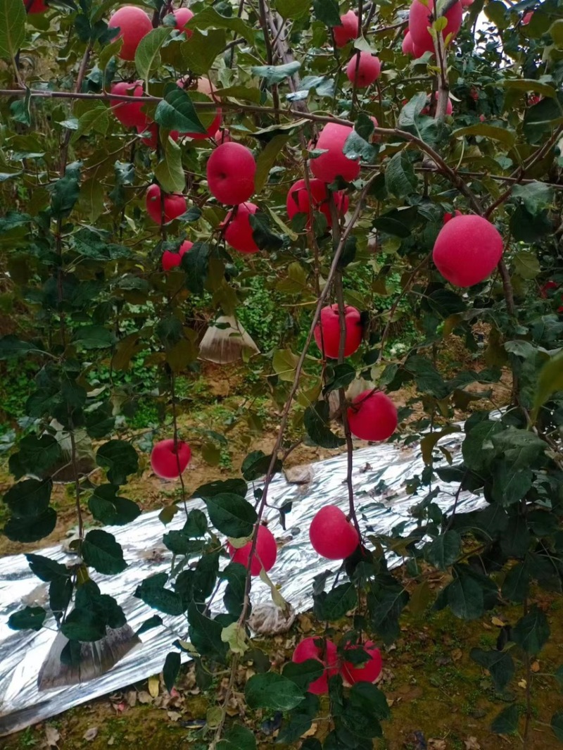 （精品红富士苹果）常年供货，甘肃天水红富士苹果可实地考察