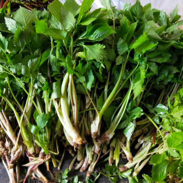 贵州大叶芹