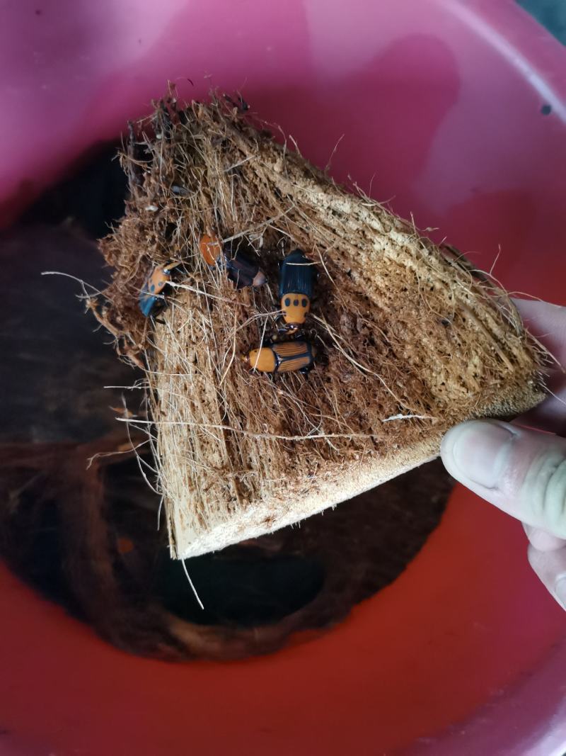 养殖新鲜竹笋虫冰鲜冰冻竹虫