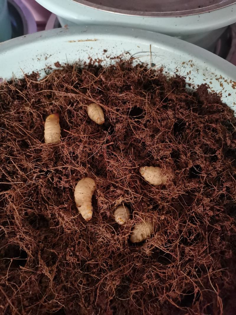 养殖新鲜竹笋虫冰鲜冰冻竹虫