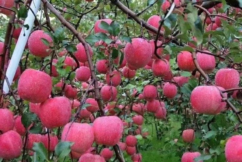 （精品红富士苹果）常年供货，甘肃天水红富士苹果可实地考察