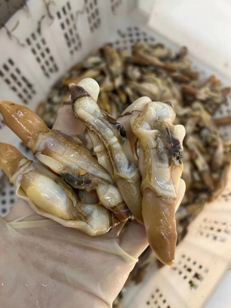 蛏子肉，蛏子王，无沙，开嘴，一斤25个，20个冰，可微冰