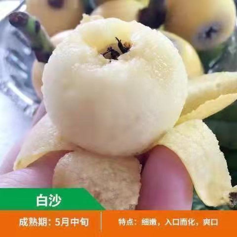 五星枇杷树苗南方种植砂糖大洞庭白沙嫁接批杷树苗