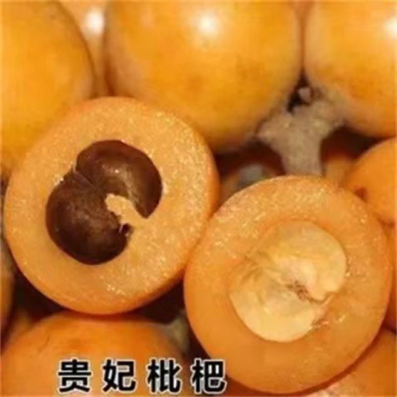五星枇杷树苗南方种植砂糖大洞庭白沙嫁接批杷树苗