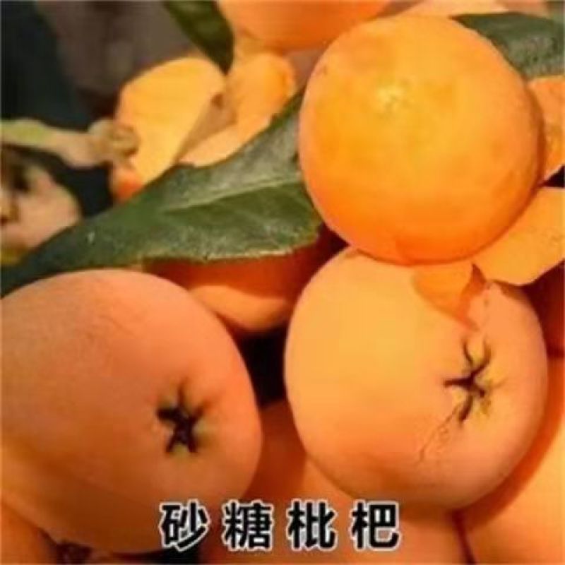 五星枇杷树苗南方种植砂糖大洞庭白沙嫁接批杷树苗