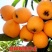 五星枇杷树苗南方种植砂糖大洞庭白沙嫁接批杷树苗