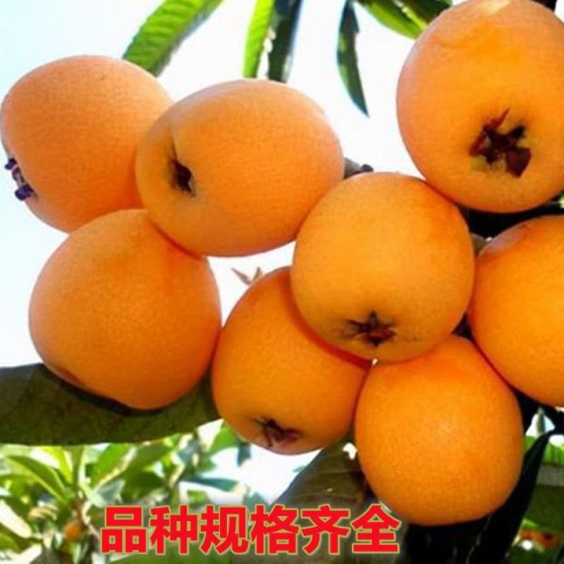 五星枇杷树苗南方种植砂糖大洞庭白沙嫁接批杷树苗