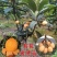 五星枇杷树苗南方种植砂糖大洞庭白沙嫁接批杷树苗