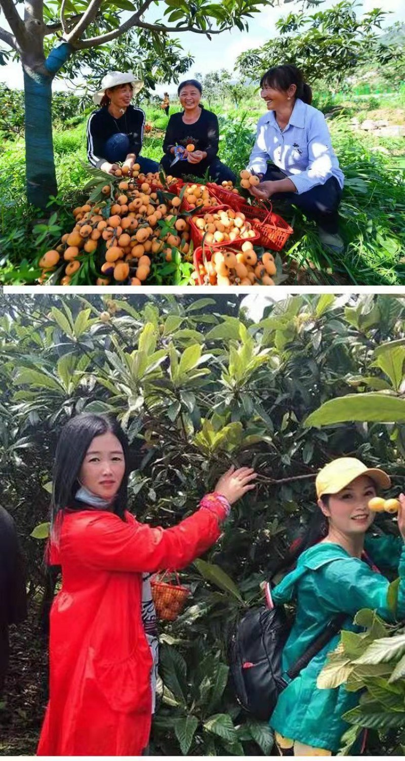 五星枇杷树苗南方种植砂糖大洞庭白沙嫁接批杷树苗