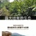 五星枇杷树苗南方种植砂糖大洞庭白沙嫁接批杷树苗