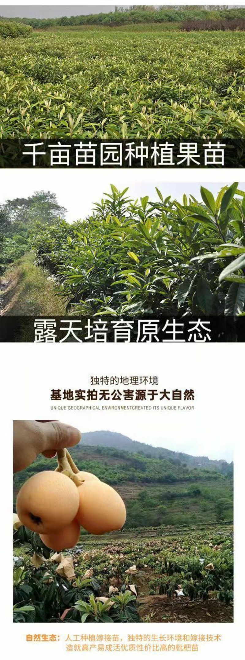 五星枇杷树苗南方种植砂糖大洞庭白沙嫁接批杷树苗