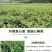 五星枇杷树苗南方种植砂糖大洞庭白沙嫁接批杷树苗